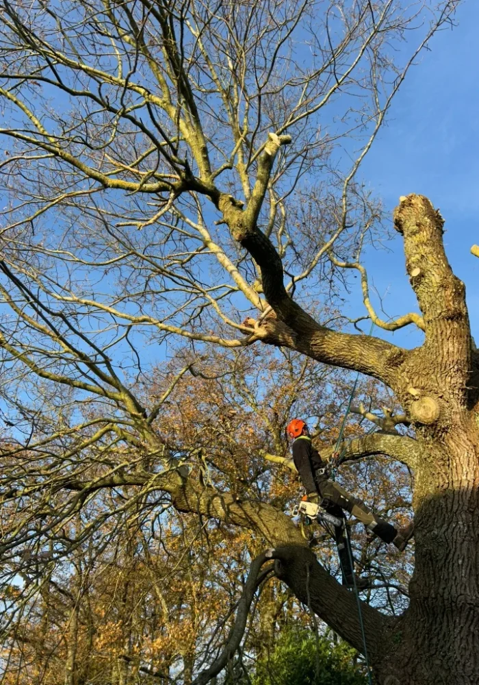 elagage-poisson-paysagiste-montaigu (1)