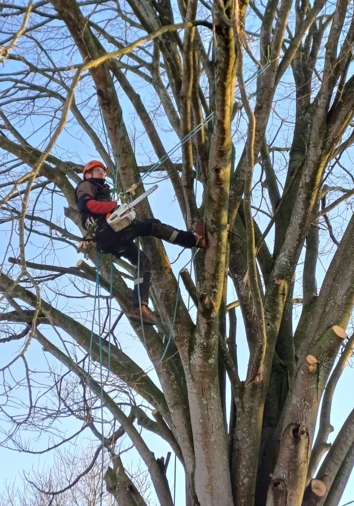 elagage-poisson-paysagiste-montaigu (2)