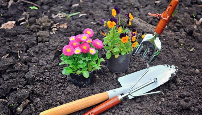 Gardening tools and spring flowers in the garden